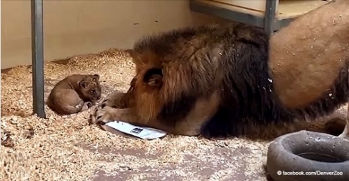 Rührender Moment: Ein erwachsener Löwe kauert sich hin, um sein Junges zum ersten Mal zu sehen